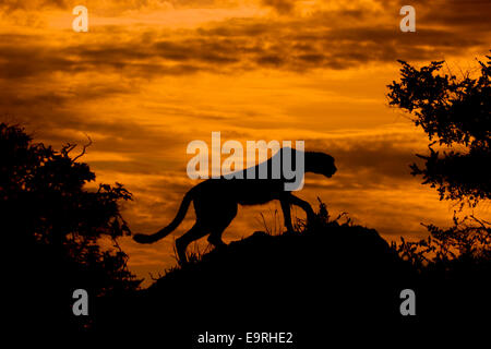 A very atmospheric shot: a Cheetah searching for prey from a termite mound, silhouetted against a fiery African sunset Stock Photo