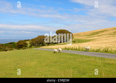 sheep on a road in the moor, Exmoor , landscape of moor with sheep crossing an empty road, in background the sea Stock Photo