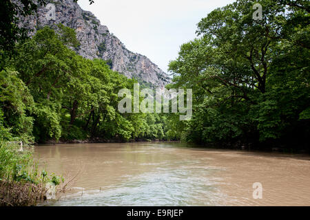 Trees at riverside in the region of Thessaly, Greece. Stock Photo