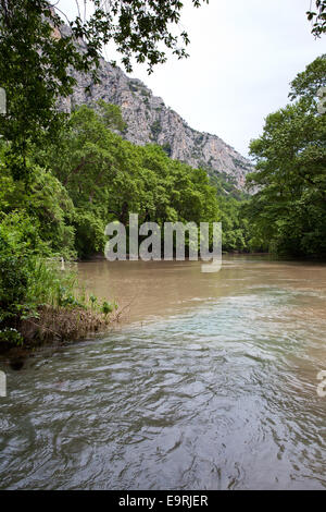 Trees at riverside in the region of Thessaly, Greece. Stock Photo