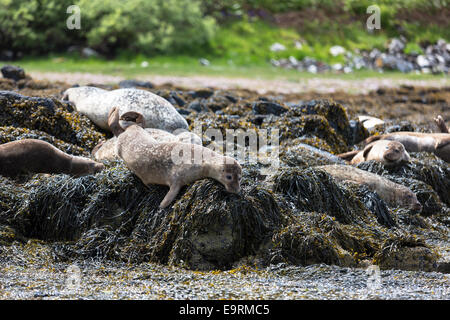 Common Seal or Harbour Seal, Phoca vitulina, colony of adults and juveniles basking on rocks and seaweed by Dunvegan Loch, Isle Stock Photo
