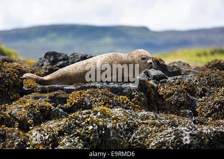 Common Seal or Harbour Seal, Phoca vitulina, adult basking on rocks and seaweed by Dunvegan Loch, Isle of Skye, Western SCOTLAND Stock Photo