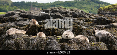 Common Seal or Harbour Seal, Phoca vitulina, colony of adults and seal pups juveniles basking on rocks and seaweed by Dunvegan L Stock Photo