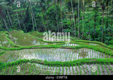 Tegallalang rice terraces, Ubud, Bali, Indonesia Stock Photo
