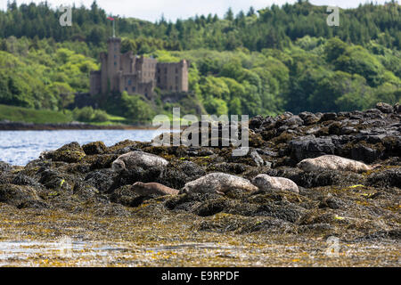 Common Seal or Harbour Seal, Phoca vitulina, colony of adults and seal pup juvenile basking on rocks and seaweed by Dunvegan Cas Stock Photo