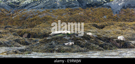 Common Seal or Harbour Seal, Phoca vitulina, colony of adults and seal pups juveniles basking on rocks and seaweed on shores of Stock Photo