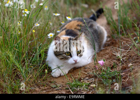 Calico cat lurking in meadow Stock Photo