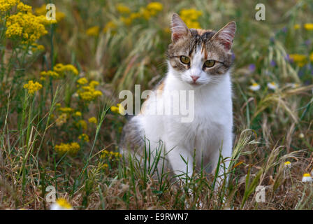 Calico cat sitting in flowering meadow Stock Photo