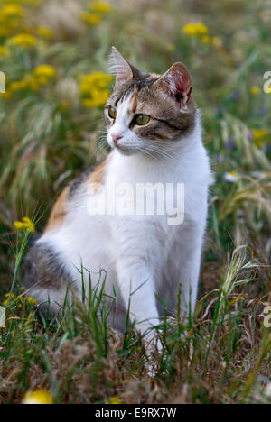 Calico cat sitting in flowering meadow Stock Photo