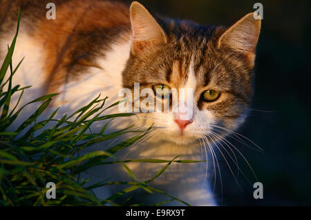 Domestic cat prowling in the garden and looking at camera Stock Photo