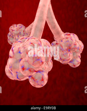 3d pulmonary alveolus on red background Stock Photo