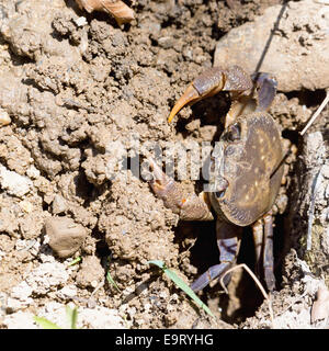 Potamon potamios, an East Mediterranean partially terrestrial river crab clearing its burrow of mud on Crete. The species is fou