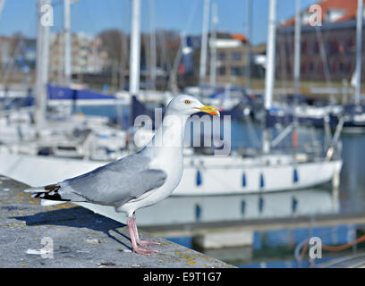 Seagull in marina on front of leisure boats Stock Photo