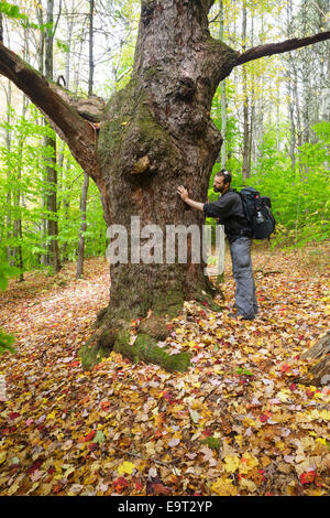 Giant black cherry tree along the Sargent Trail at Friedsam Town Forest in Chesterfield, New Hampshire USA Stock Photo