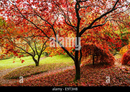 Japanese Acer Trees Stock Photo