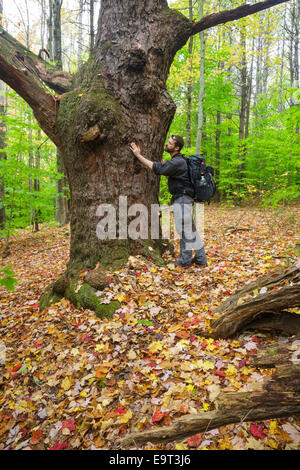 Giant black cherry tree along the Sargent Trail at Friedsam Town Forest in Chesterfield, New Hampshire USA Stock Photo