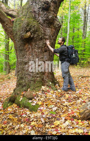 Giant black cherry tree along the Sargent Trail at Friedsam Town Forest in Chesterfield, New Hampshire USA Stock Photo