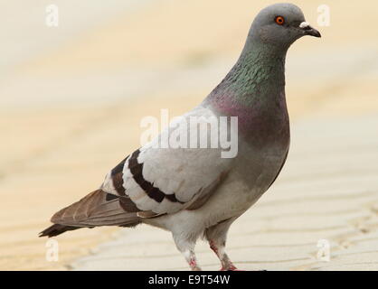 feral pigeon standing  on urban street, selective focus Stock Photo