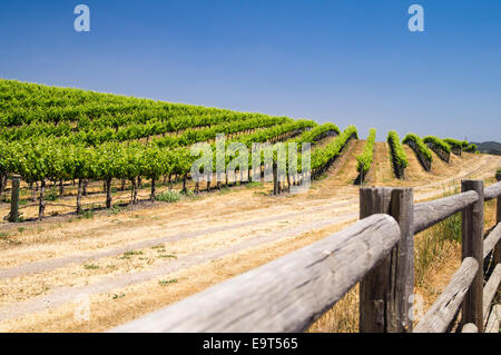 Rows of Grapevines on a California hillside Stock Photo