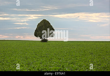 Lonely tree in field of sugar beets, Rhine-Hesse, Germany Stock Photo