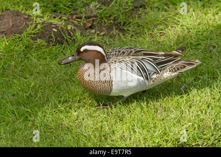 Attractive male Garganey duck, Anas querquedula on emerald grass at Martin Mere waterbird habitat Stock Photo