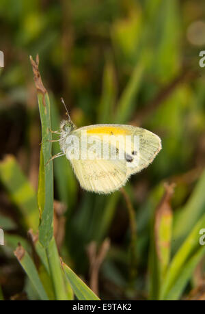 Tiny Dainty Sulphur butterfly, Nathalis iole, resting on a blade of grass in sunshine Stock Photo