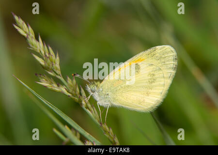 Dainty Sulphur butterfly, the smallest North American pierid, resting on grass Stock Photo