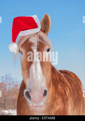 Blonde Belgian draft horse wearing a Santa hat, looking straight at viewer Stock Photo