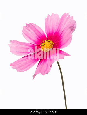Pink Cosmos flower isolated on white Stock Photo