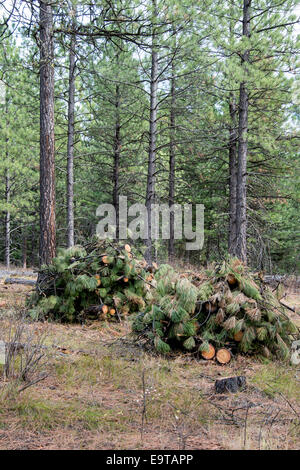 Cut wood is stacked in piles north of Missoula, Montana.  The trees were trimmed to help the forest health. Stock Photo