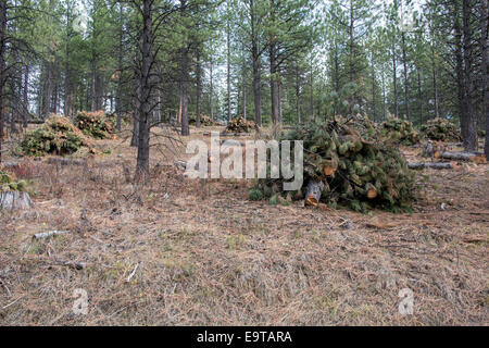 Cut wood is stacked in piles north of Missoula, Montana.  The trees were trimmed to help the forest health. Stock Photo