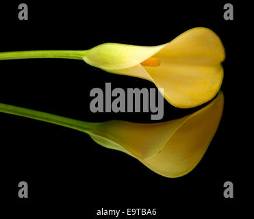 yellow calla lily islolated on black, on a mirror Stock Photo