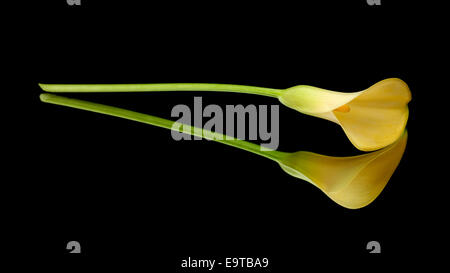 yellow calla lily islolated on black, on a mirror Stock Photo