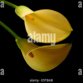 yellow calla lily islolated on black, on a mirror Stock Photo