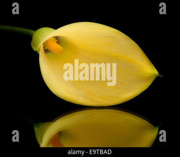 yellow calla lily islolated on black, on a mirror Stock Photo