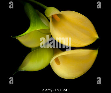 yellow calla lily islolated on black, on a mirror Stock Photo