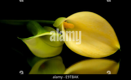 yellow calla lily islolated on black, on a mirror Stock Photo