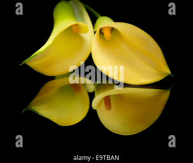 yellow calla lily islolated on black, on a mirror Stock Photo