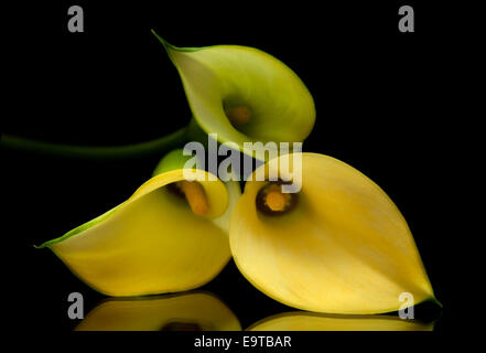 yellow calla lily islolated on black, on a mirror Stock Photo