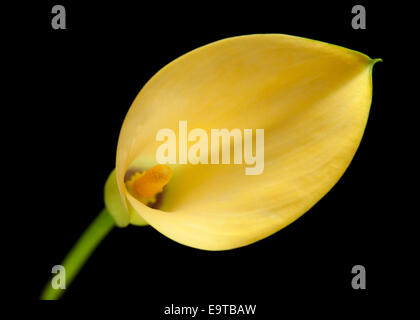 yellow calla lily flower islolated on black background Stock Photo