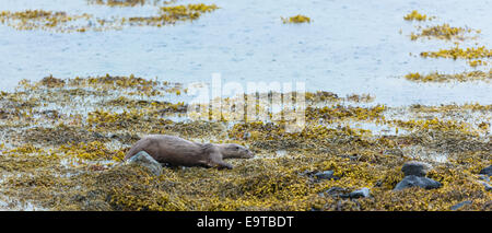 Sea Otter, Lutra lutra, carnivorous semi-aquatic mammal, hunting for food at side of loch on Isle of Mull in the Inner Hebrides Stock Photo