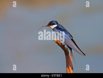 whitethroated swallow feeding on insect Stock Photo