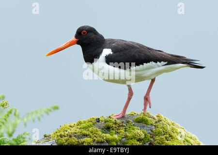 Oystercatcher, Haematopus ostralegus, black and white wading bird with long orange beak (bill) standing on rock on Isle of Mull Stock Photo