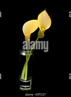 yellow calla lily flower islolated on black background Stock Photo