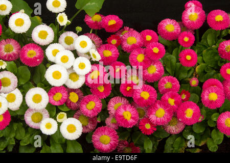 Spectacular cluster of bright red daisies with yellow centres - Bellis perennis Tasso series -  beside white ones on background of emerald foliage Stock Photo