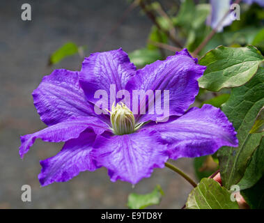 Massive and spectacular purple flower & emerald green leaves of Clematis 'Jolanta', perennial climbing plant in English garden Stock Photo