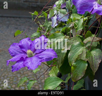 Spectacular huge purple flower and emerald green leaves of Clematis 'Jolanta', perennial climbing plant in an English garden Stock Photo