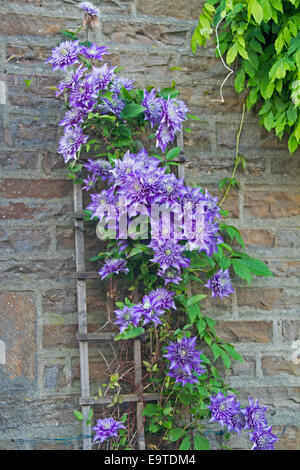 Mass of spectacular large blue / mauve double flowers & emerald green leaves of Clematis 'Multiblue'  on trellis on brick wall Stock Photo