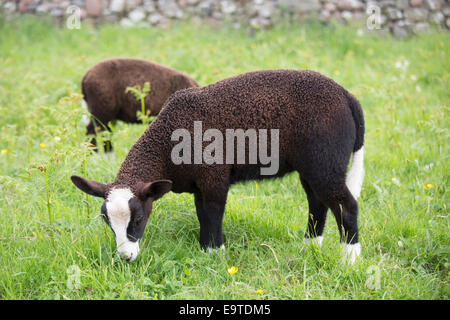 Sheep, Ovis aries, likely Balwen or Zwartbles breed, grazing in meadow on Isle of Iona in the Inner Hebrides and Western Isles, Stock Photo