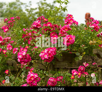 Profusion of vivid red / pink climbing roses with white centres and green leaves spilling over wall in English cottage garden Stock Photo